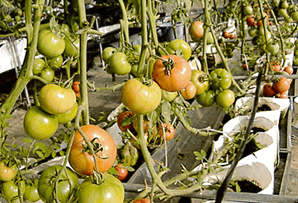 トマトのポット栽培